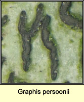 Graphis persoonii