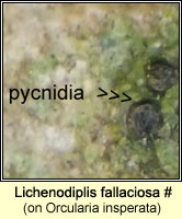 Lichenodiplis fallaciosa on Orcularia insperata (Rinodina biloculata)