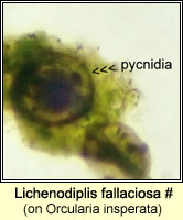 Lichenodiplis fallaciosa on Orcularia insperata (Rinodina biloculata)