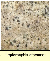 Leptorhaphis atomaria