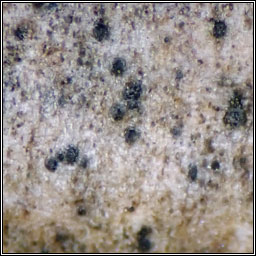 Leptorhaphis atomaria
