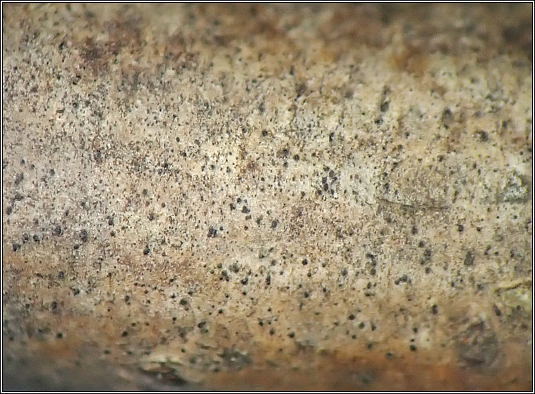 Leptorhaphis atomaria