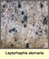 Leptorhaphis atomaria