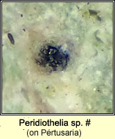 Peridiothelia sp on Pertusaria