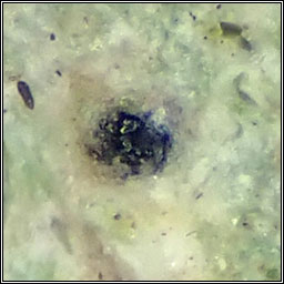 Peridiothelia sp