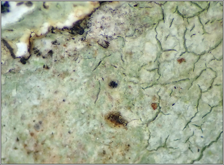 Peridiothelia sp