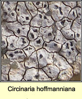Circinaria hoffmanniana, Aspicilia contorta ssp hoffmaniana