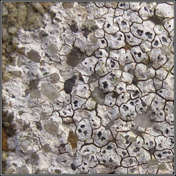 Circinaria hoffmanniana, Aspicilia contorta subsp hoffmaniana