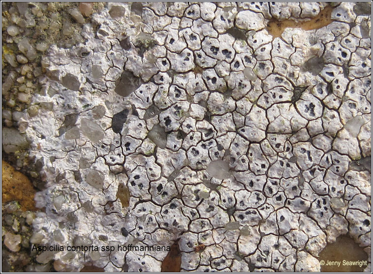 Circinaria hoffmanniana, Aspicilia contorta subsp hoffmaniana