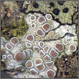 Lecanora chlarotera s str