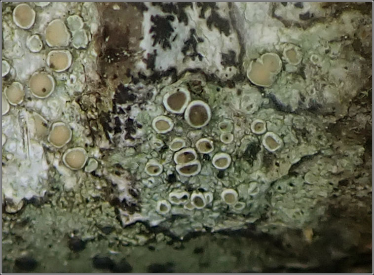 Lecanora chlarotera s str