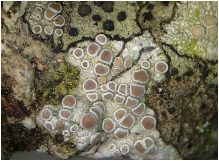 Lecanora chlarotera s str