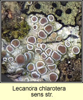Lecanora chlarotera sens str