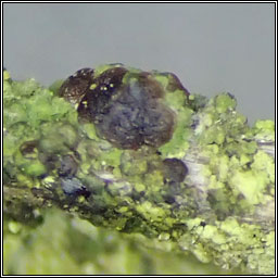 Scoliciosporum sarothamni