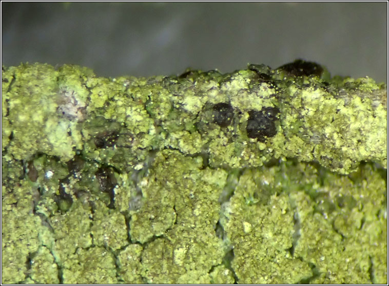 Scoliciosporum sarothamni