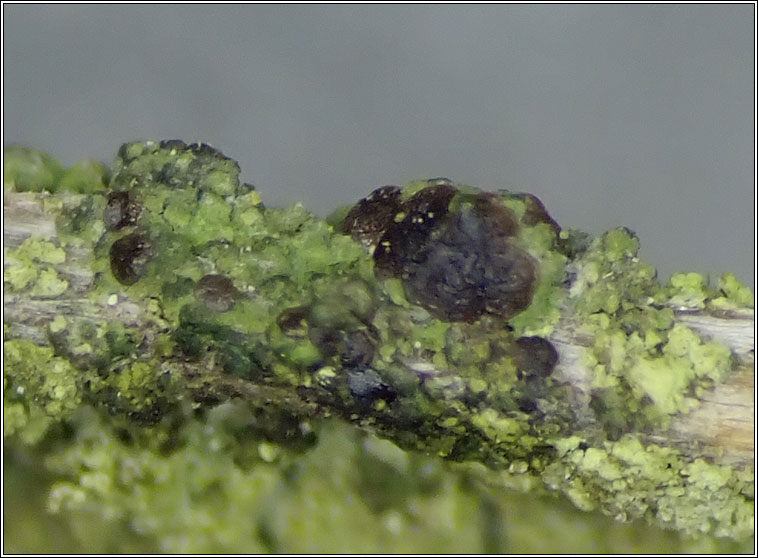 Scoliciosporum sarothamni