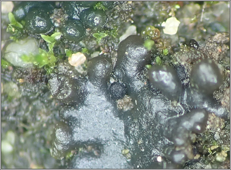 Didymellopsis collematum