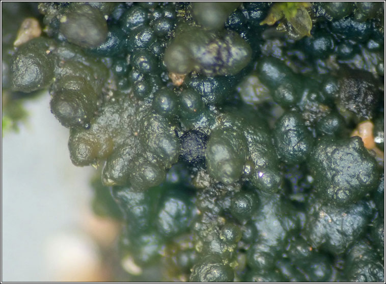 Didymellopsis collematum