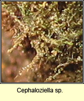 Cephaloziella sp