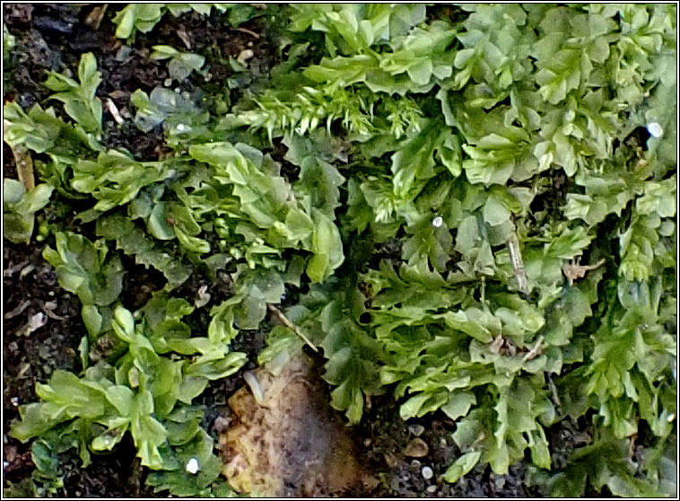 Lophocolea heterophylla, Variable-leaved Crestwort