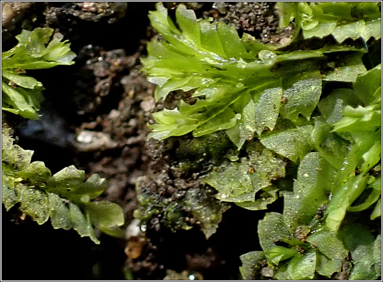 Lophocolea heterophylla, Variable-leaved Crestwort
