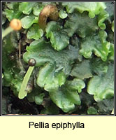 Pellia epiphylla