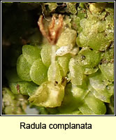 Radula complanata, Even Scalewort
