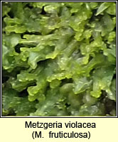 Metzgeria violacea (fruticulosa)