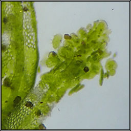 Metzgeria violacea, M fruticulosa, Bluish Veilwort
