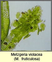 Metzgeria violacea (fruticulosa)