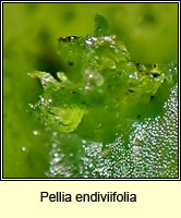 Pellia endiviifolia, Endive Pellia