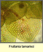 Frullania tamarisci, Tamarisk Scalewort