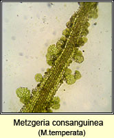 Metzgeria consanguinea, Whiskered Veilwort