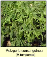 Metzgeria consanguinea, Whiskered Veilwort