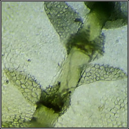 Calypogeia fissa, Common Pouchwort