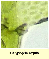 Calypogeia arguta, Notched Pouchwort