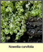 Nowellia curvifolia (Cephalozia curvifolia), Rustwort