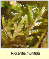 Riccardia multifida, Delicate Germanderwort