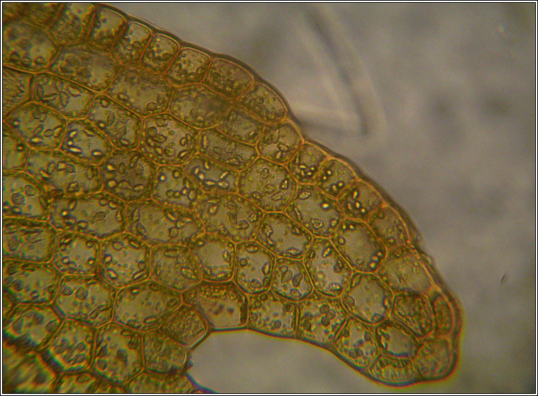 Cladopodiella fluitans, Odontoschisma fluitans, Bog Notchwort