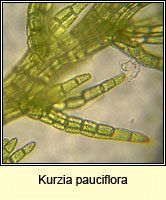 Kurzia pauciflora, Bristly Fingerwort