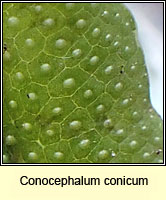 Conocephalum conicum, Great Scented Liverwort