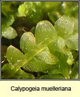 Calypogeia muelleriana, Mueller's Pouchwort