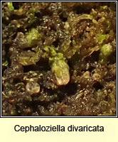 Cephaloziella divaricata, Common Threadwort