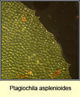 Plagiochila asplenioides, Greater Featherwort