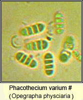 Phacothecium varium (Opegrapha physciaria)