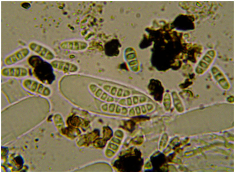 Opegrapha physciaria, Phacothecium varium
