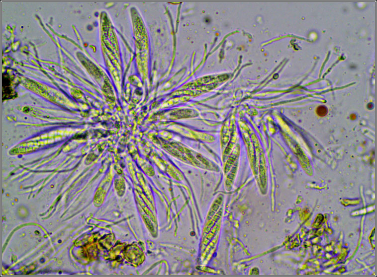 Porina aenea