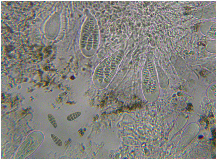 Arthonia pruinata, spores