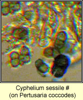 Cyphelium sessile, ascospores