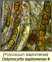 Polycoccum slaptoniense